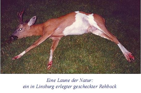 Ein gescheckter Rehbock