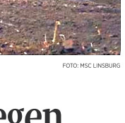 die hams 22.12.19_Teilbild