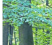 DIE HARKE vom 10-06-2020_Teilbild