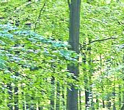 DIE HARKE vom 10-06-2020_Teilbild