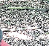 Die Harke v. 17.7.20_Teilbild