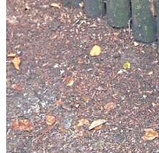 Die Harke v. 28.9.20 - Teilbild