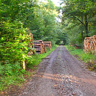 Foto Grinderwald Linsburg