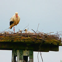 Foto: Storchennest