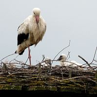 Storch